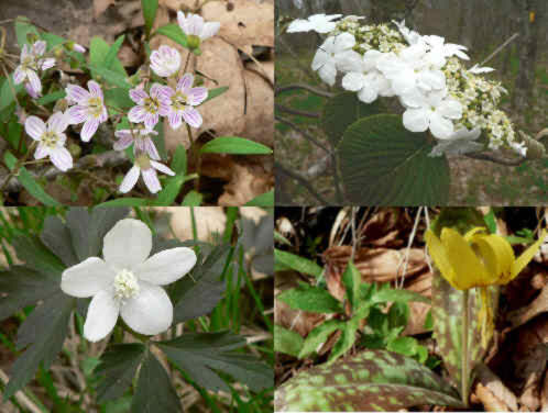 Some of today's wildflowers. (top left-clockwise) Spring Beauty, Viburnum (Hobblebush), Trout Lily, and Wood Anemone.