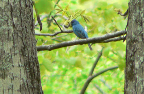 We spotted this Indigo Bunting along the trail! (12X zoom)