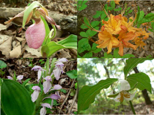 Some of today's wildflower pics. (top left - clockwise) Pink Lady Slipper, Flame Azalea, Catesby's Trillium, Showy Orchis.