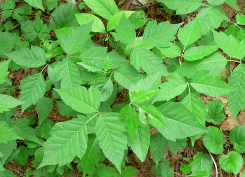 Probably the most abundant plant of the day. One to be avoided!.... (Toxicodendron radicans) Poison Ivy!