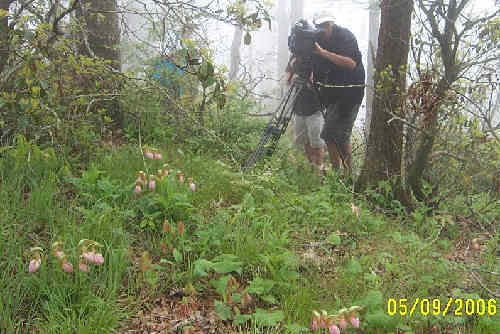 GPTV's crew shoots the clusters of Pink Lady Slippers.