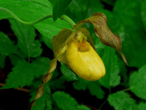 We found a rare treat....a Yellow Lady Slipper!