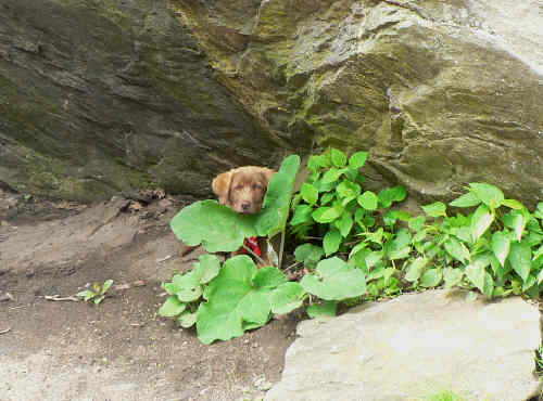 A very rare Canine Flower!