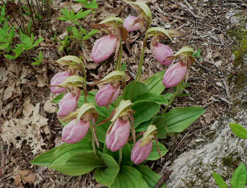 A nice cluster of 10 Pink Lady Slippers!