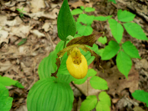 For the second week in a row, we find a Yellow Lady's Slipper!