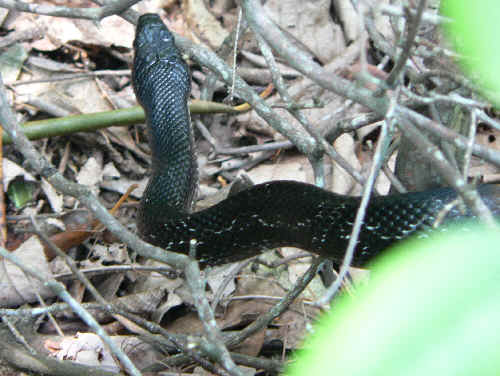 On our way back, we spot this nice King Snake! (Lampropeltis getula niger)