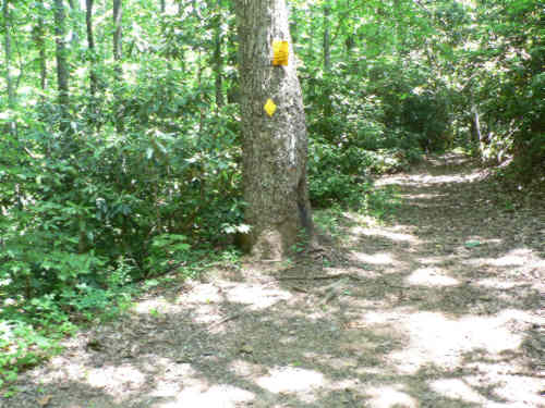 You know you're on the Bartram Trail when you see the yellow diamond markers.