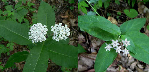 We saw three kinds of Milkweed blooming. Two of these are pictured. White Milkweed (left) and Four-leaved Milkweed (right)