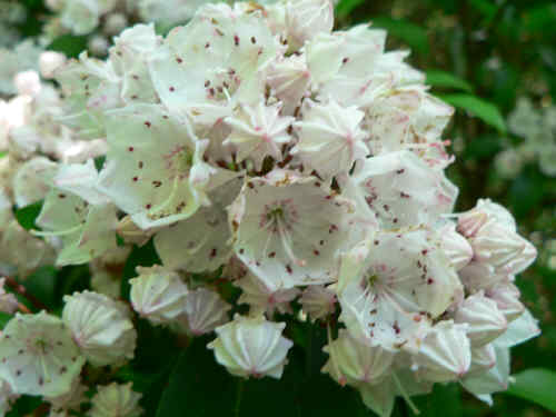 Many nice Mountain Laurels blooming!