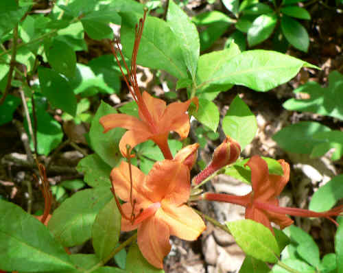 A beautiful Flame Azalea!