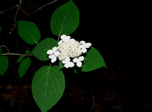 The Mountain Hydrangeas were beautiful!