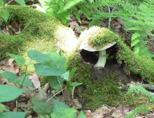 This mushroom is pushing up the moss on this log!