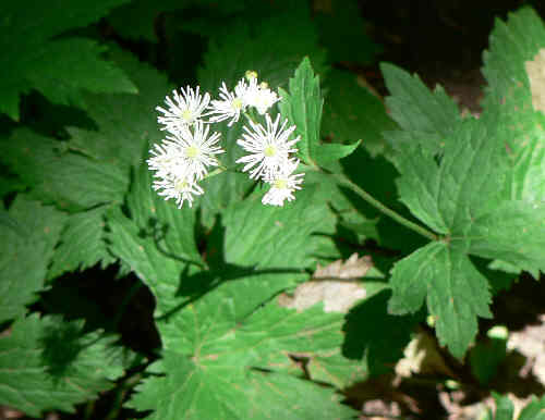 Carolina Tassel Rue (Trautvetteria caroliniensis)