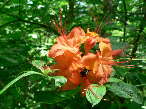 Possibly the best hike ever for Flame Azaleas! This near red is being enjoyed by a bee.