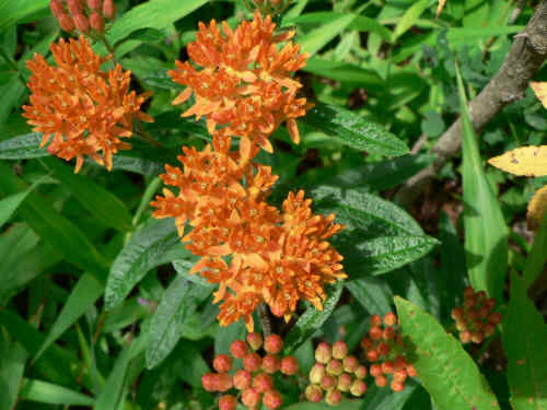 Butterfly Weed (Asclepias tuberosa)
