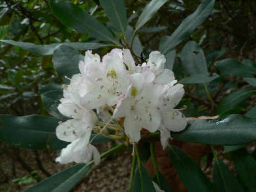 The Rosebay Rhododendron (Rhododendron maximum) are blooming!