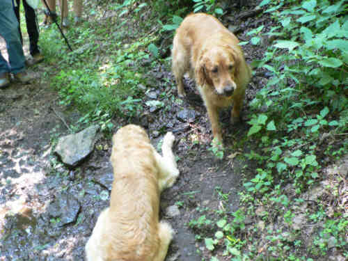 Ty and Jessie (trail dogs for today) cool off at a small spring.