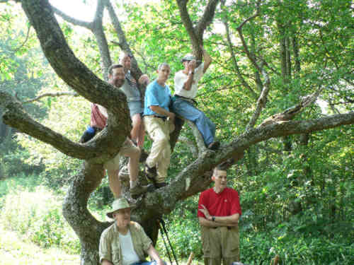 The famous gnarly oak tree at the gap.