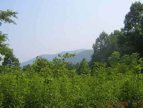With the lush forest, most of the mountain views were obscured. This is pretty nice though!