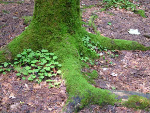 Simple beauty in this lush hardwood forest.