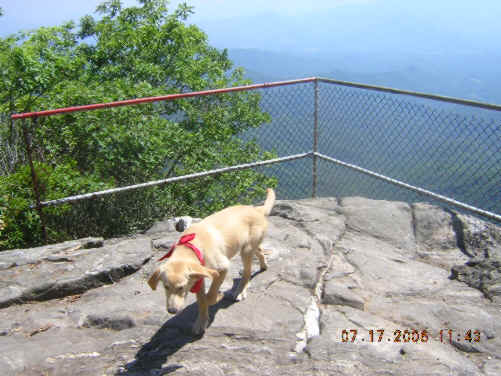 "Nugget" explores Albert Mountain.
