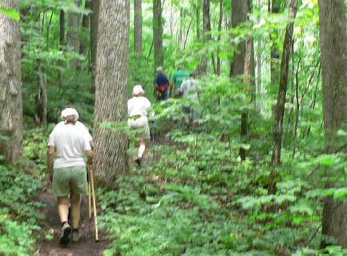 The entire hike today was in a lush woodland environment.