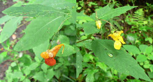 We found lots of Jewelweed in bloom. (l-r) Spotted Jewelweed (Impatiens capensis) and Pale Jewelweed (Impatiens pallida)