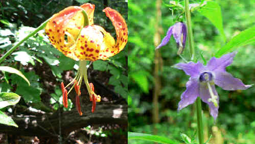 Two more nice wildflowers! (l-r) Carolina Lily (Lilium michauxii) and Tall Bellflower (Campanula americana)