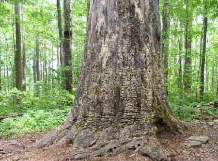 The Wasilik Poplar Tree. As you can see, it is now dead. It was a true giant!