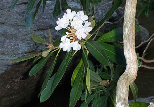 The Rhododendrons are still blooming!.
