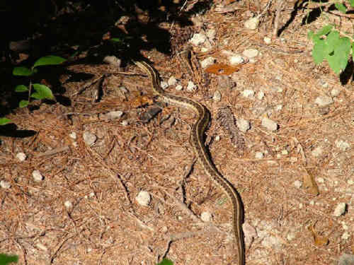Share the trail with a snake! Common Garter Snake (Thamnophis sirtalis)