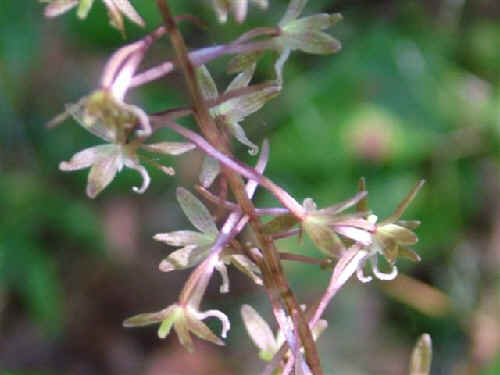 The Cranefly Orchids are blooming!