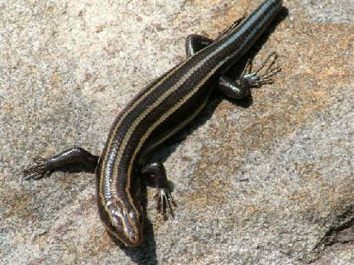 A Five-lined Skink! (Eumeces fasciatus)