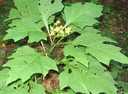 Bears Foot (Polymnia uvedalia)