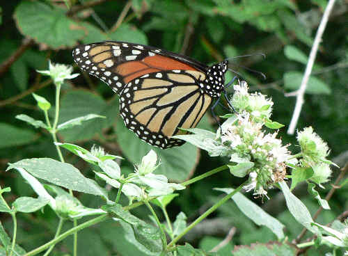 We found a Monarch Butterfly enjoying the Mountain Mint.