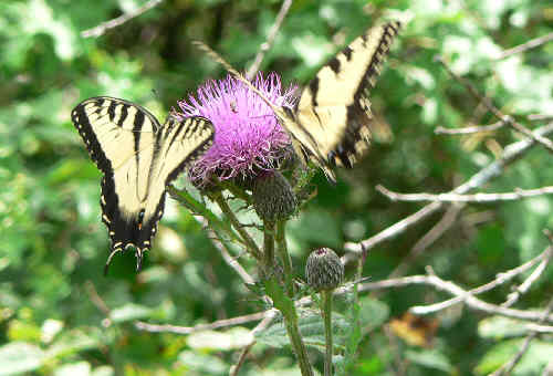 Yellow Swallowtails enjoying the thistle flowers!