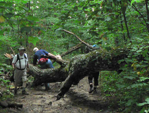 A recently downed tree provided the only trail obstruction.