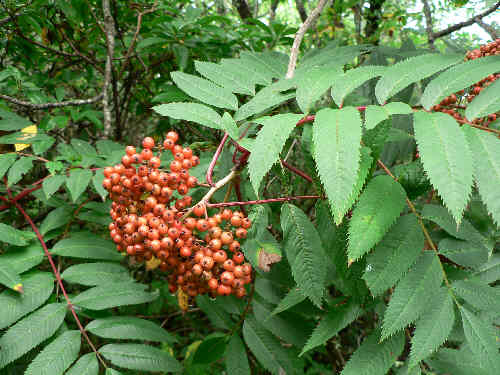 The Mountain Ash trees were loaded with berries!