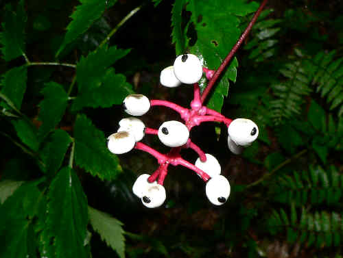 White Baneberry "Doll's Eyes" (Actaea pachypoda) .