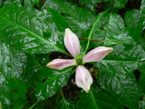 Turtle Heads (Chelone glabra)