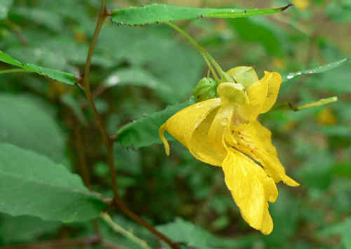 Pale Jewelweed (Impatiens pallida)