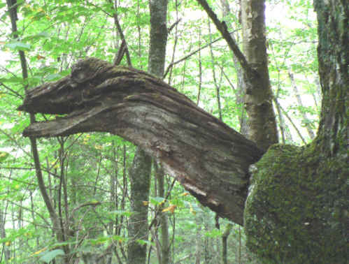 We spotted this dragon sticking his head out of a tree-trunk. Complete with mouth, eyes, horns ........very scary!
