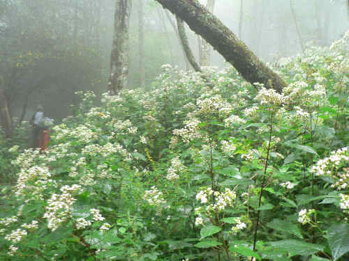 The trail is richly lined with White Snakeroot. (Eupatorium rugosum)