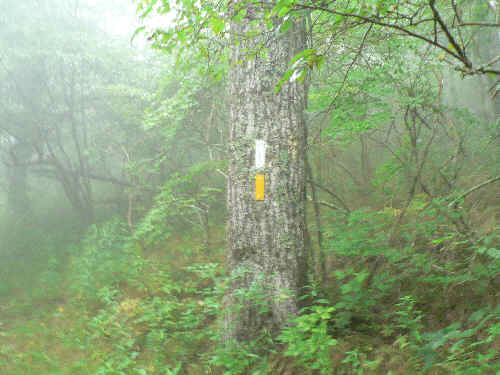 Trail marks (white-Appalachian, yellow-Bartram).