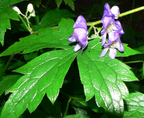 Monk's Hood (Aconitum uncinatum)!