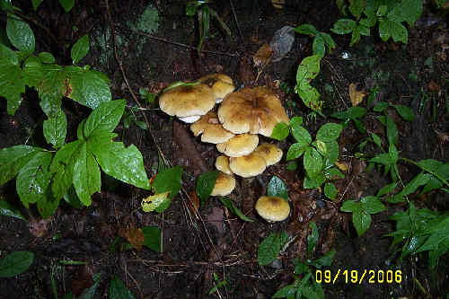 Nice group of mushrooms!