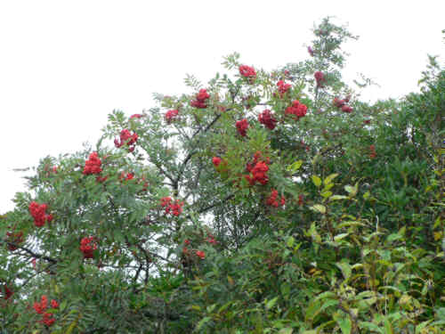 At the summit, the views were fogged-in but the Mountain Ash Trees were beautiful.