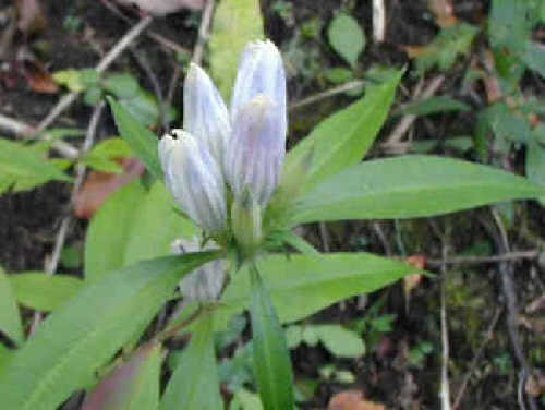 Mountain Gentian.