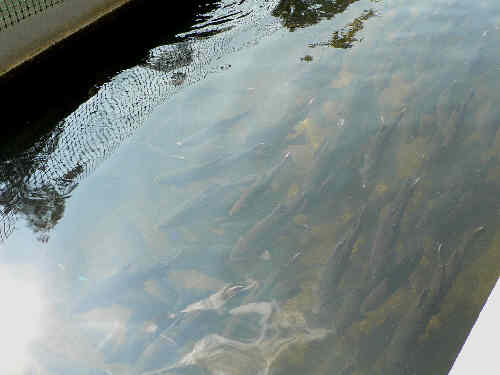 Some of the brood stock of trout at the Fish Hatchery.