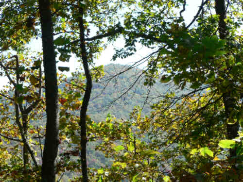 All of the mountain views were through the trees.